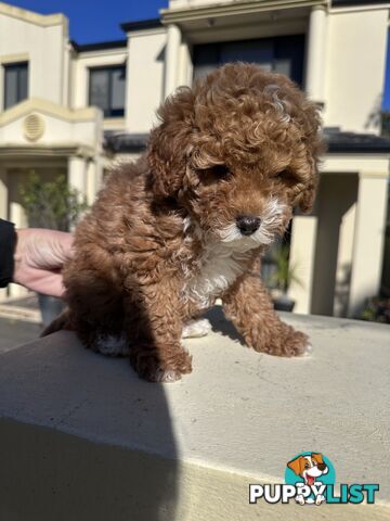 Cavoodle Female. Ready now. 8 weeks old.