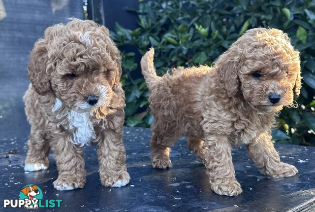 Cavoodle stunning male and female