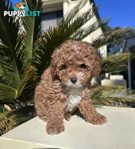 Cavoodle Female. Ready now. 8 weeks old.
