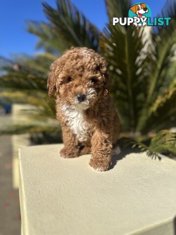 Cavoodle Female. Ready now. 8 weeks old.