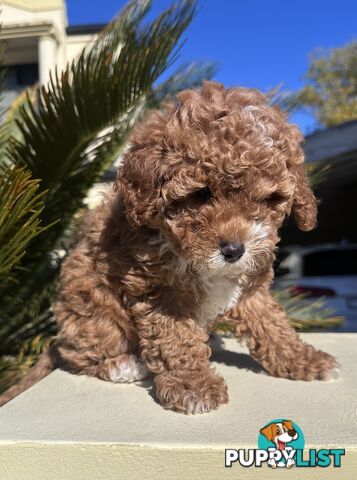Cavoodle Female. Ready now. 8 weeks old.
