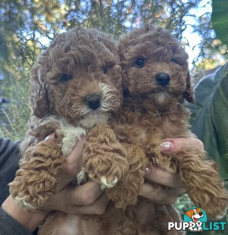 Cavoodle stunning male and female