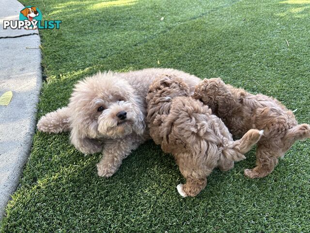 Cavoodle stunning male and female