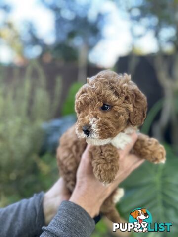 Cavoodle Female. Ready now. 8 weeks old.