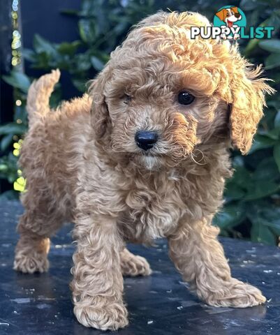 Cavoodle stunning male and female