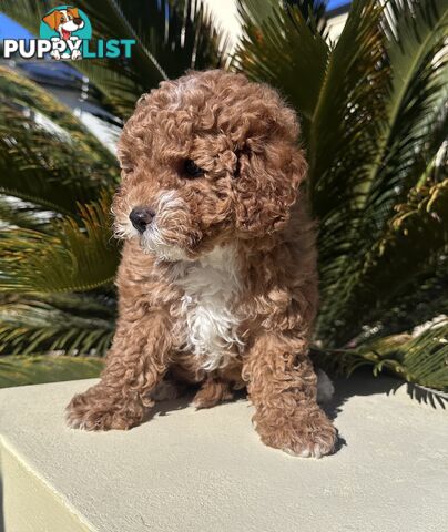 Cavoodle Female. Ready now. 8 weeks old.