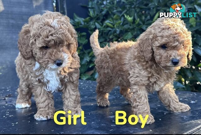 Cavoodle Female. Ready now. 8 weeks old.