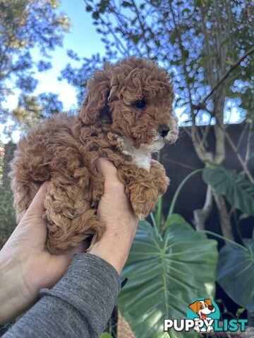 Cavoodle Female. Ready now. 8 weeks old.