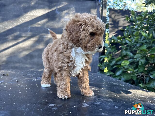 Cavoodle Female. Ready now. 8 weeks old.