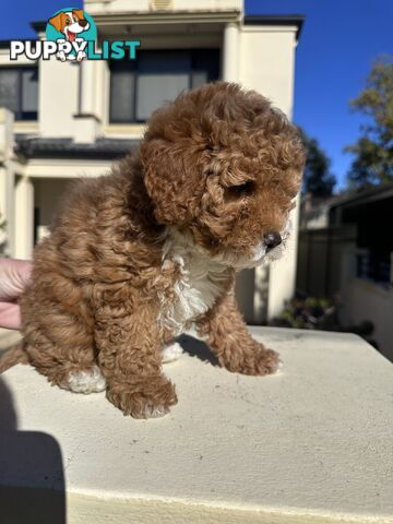 Cavoodle Female. Ready now. 8 weeks old.