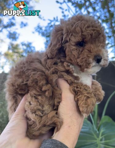 Cavoodle stunning male and female