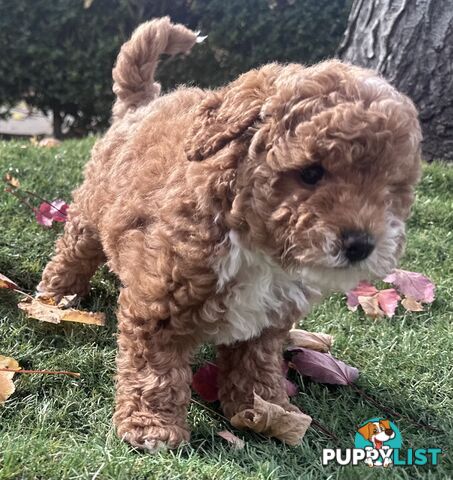 Cavoodle Female. Ready now. 8 weeks old.
