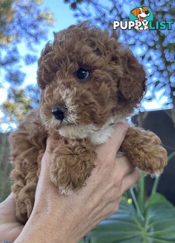Cavoodle Female. Ready now. 8 weeks old.