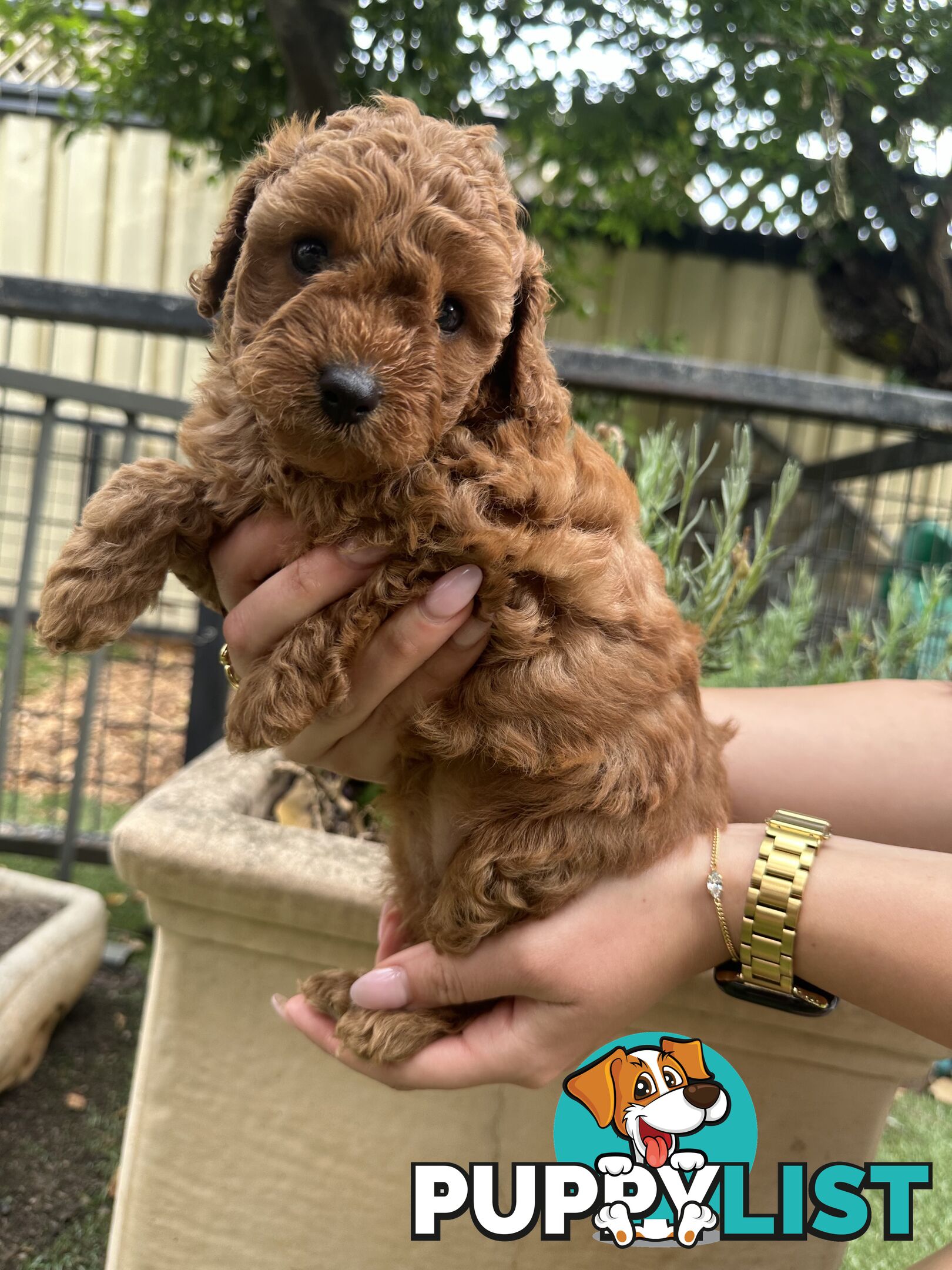 Cavoodle girl puppies