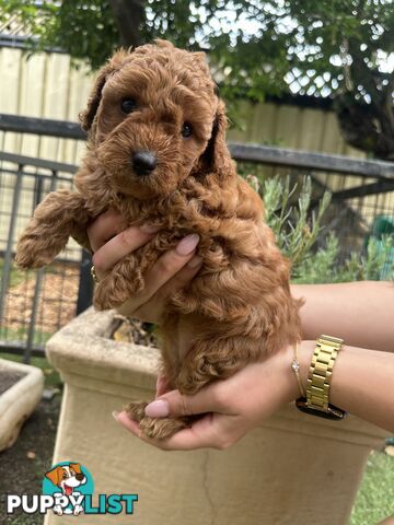 Cavoodle girl puppies