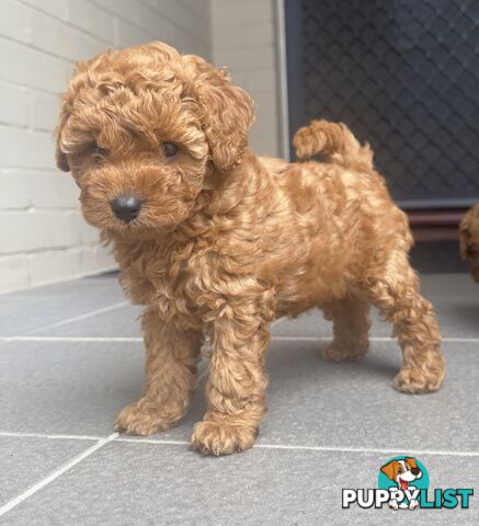 Cavoodle girl puppies