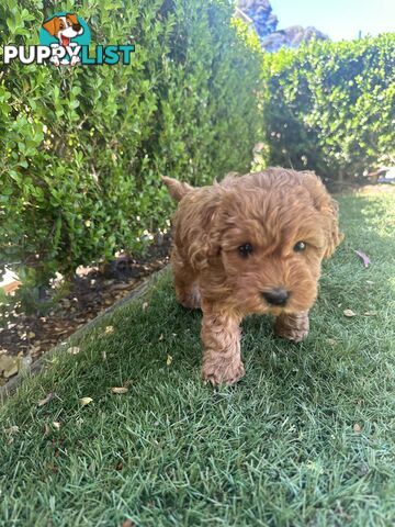 Cavoodle girl puppies