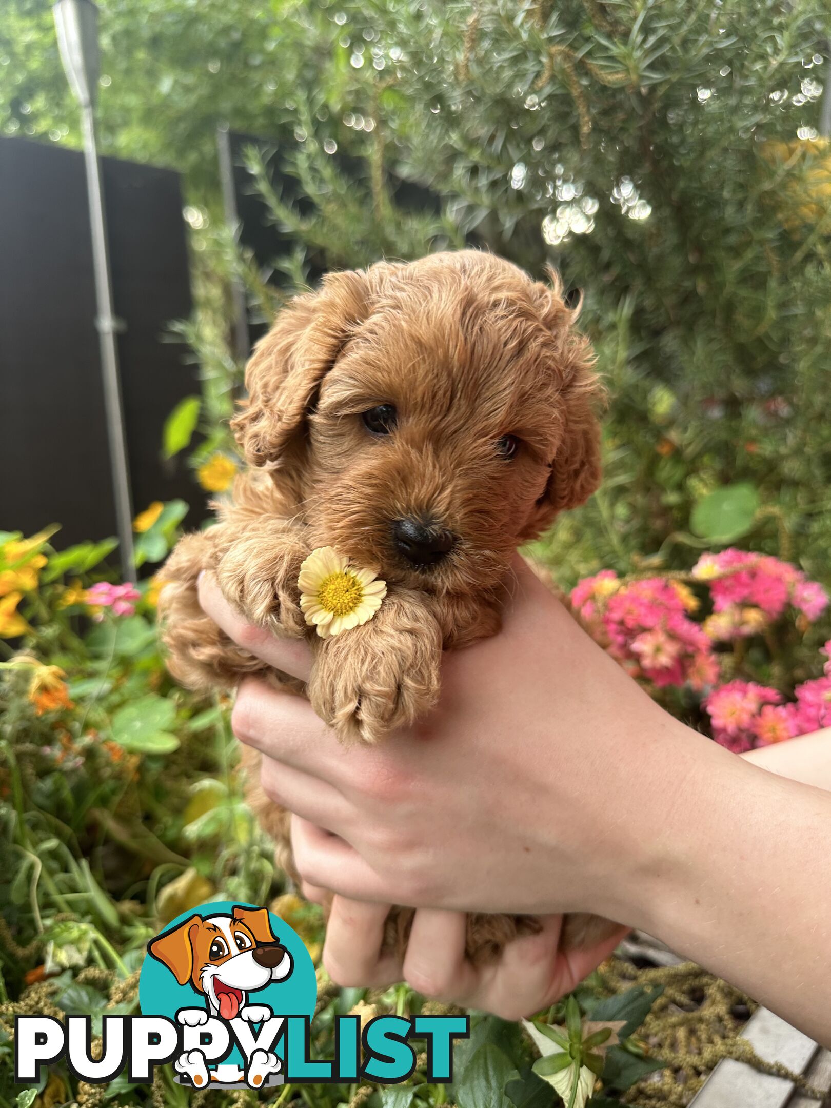 Cavoodle girl puppies