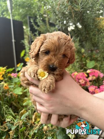 Cavoodle girl puppies