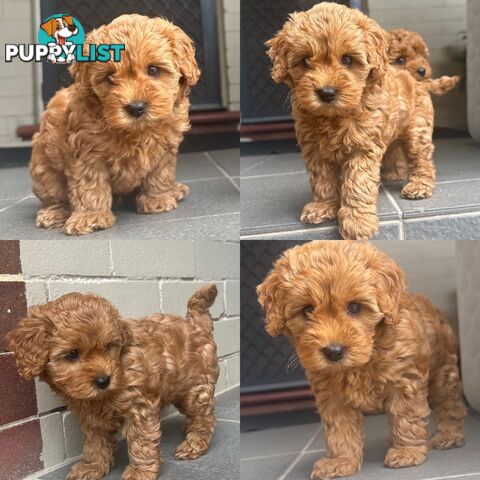 Cavoodle girl puppies