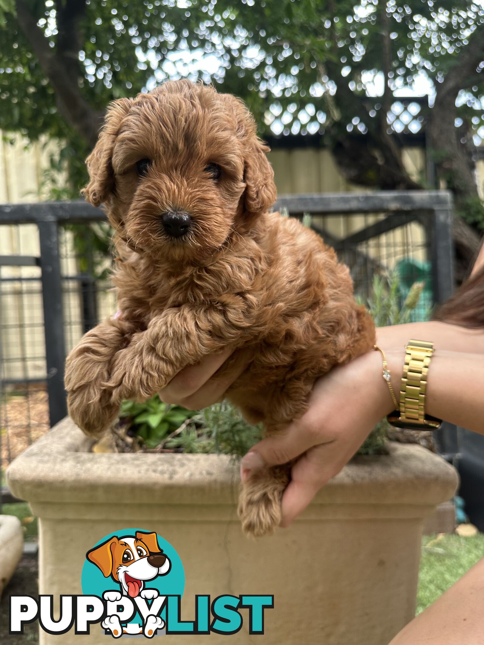 Cavoodle girl puppies