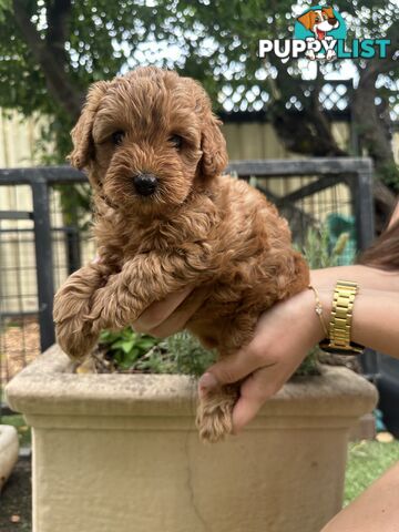 Cavoodle girl puppies