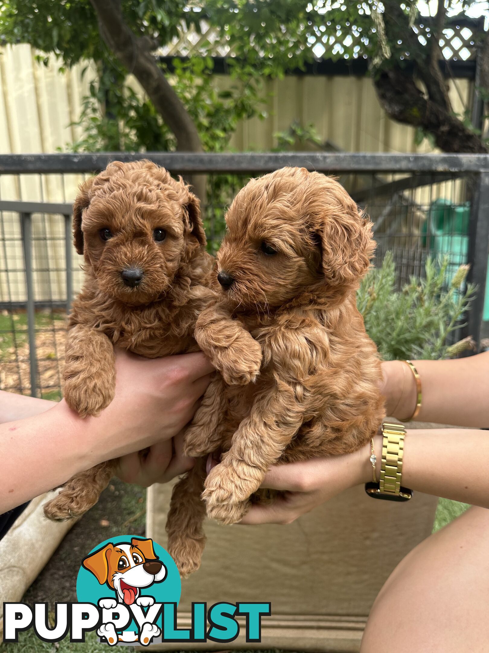 Cavoodle girl puppies