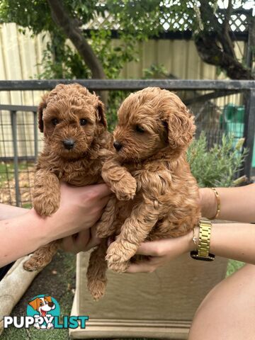 Cavoodle girl puppies