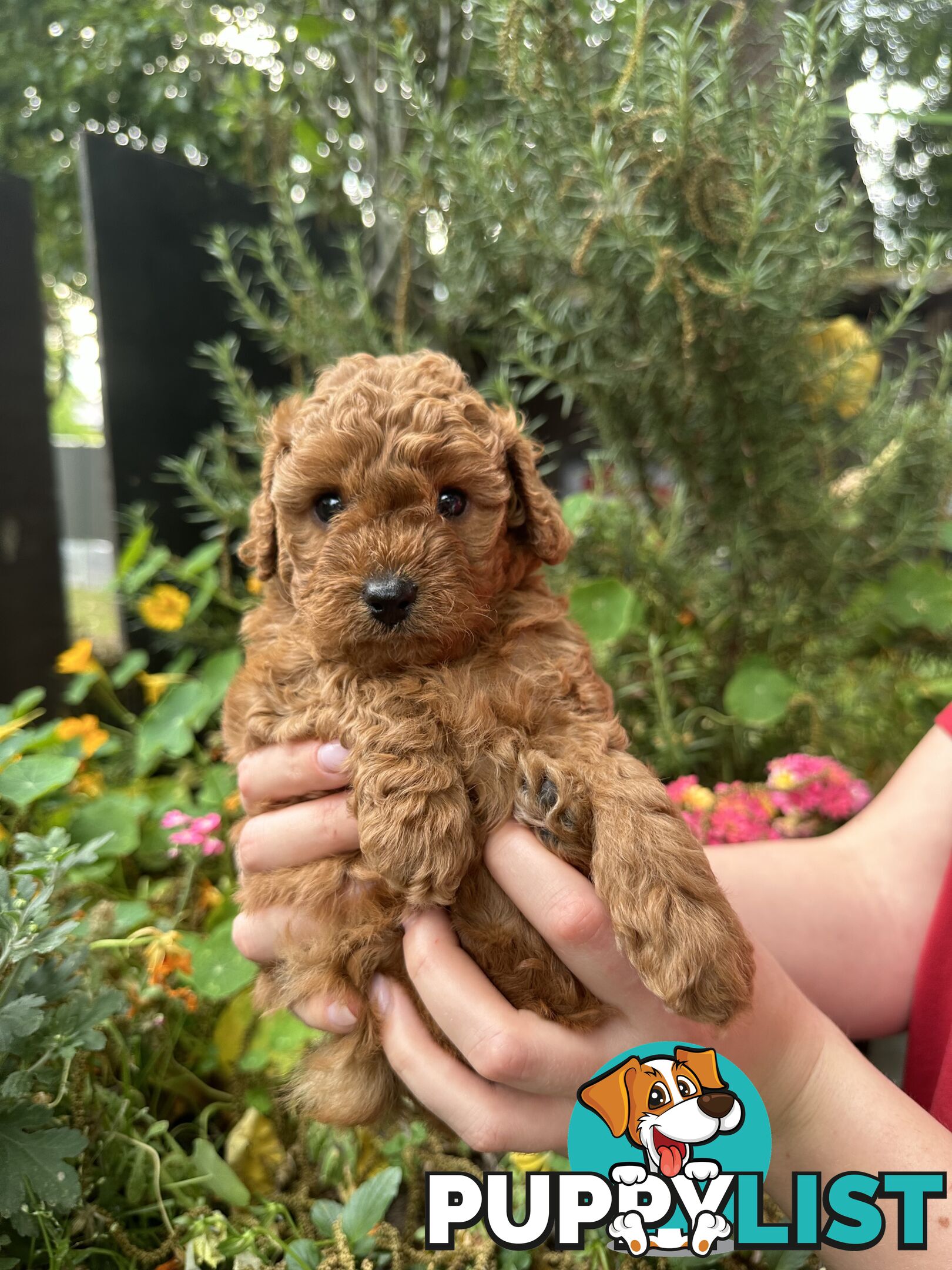 Cavoodle girl puppies