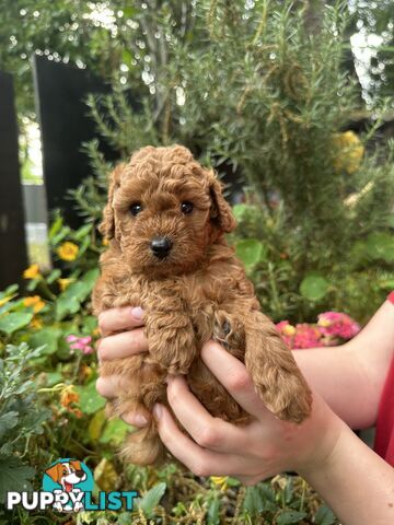 Cavoodle girl puppies