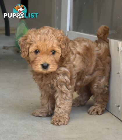 Cavoodle girl puppies