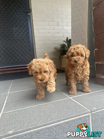 Cavoodle girl puppies