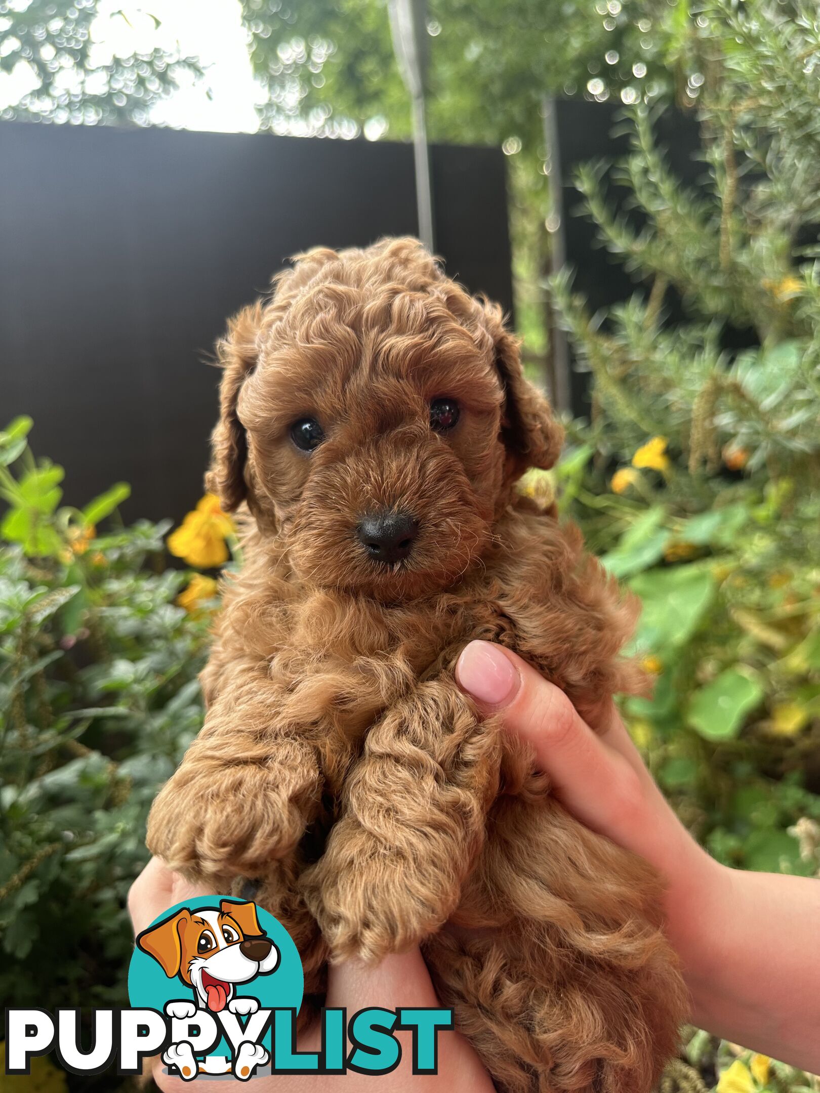 Cavoodle girl puppies