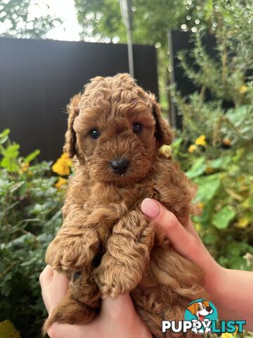 Cavoodle girl puppies