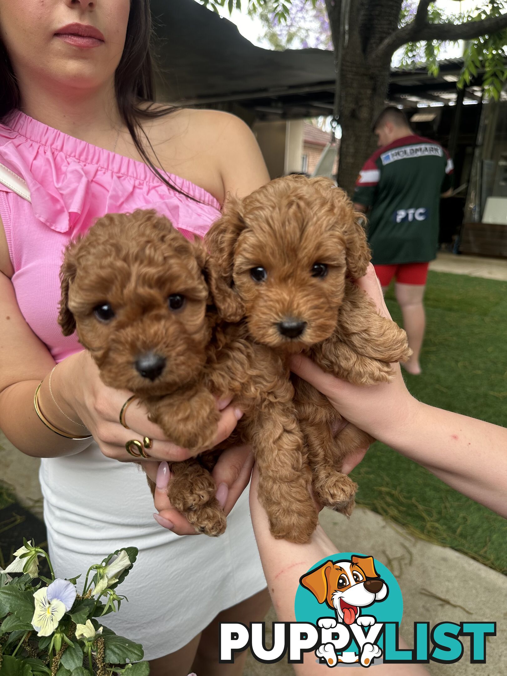 Cavoodle girl puppies