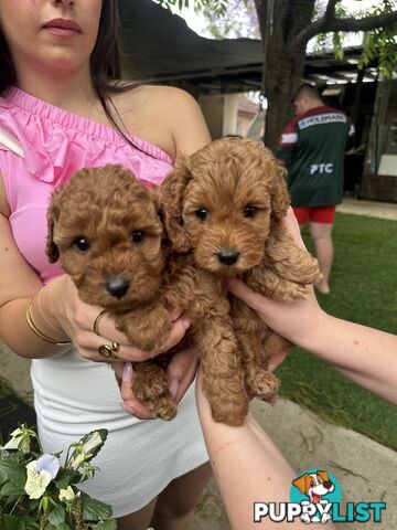 Cavoodle girl puppies