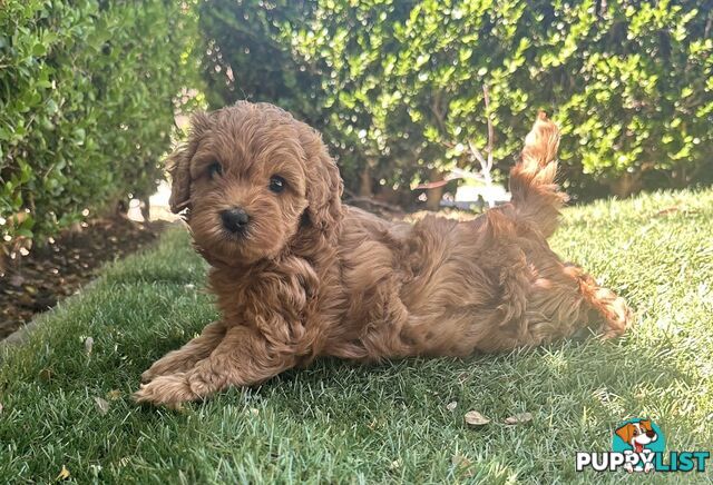 Cavoodle girl puppies