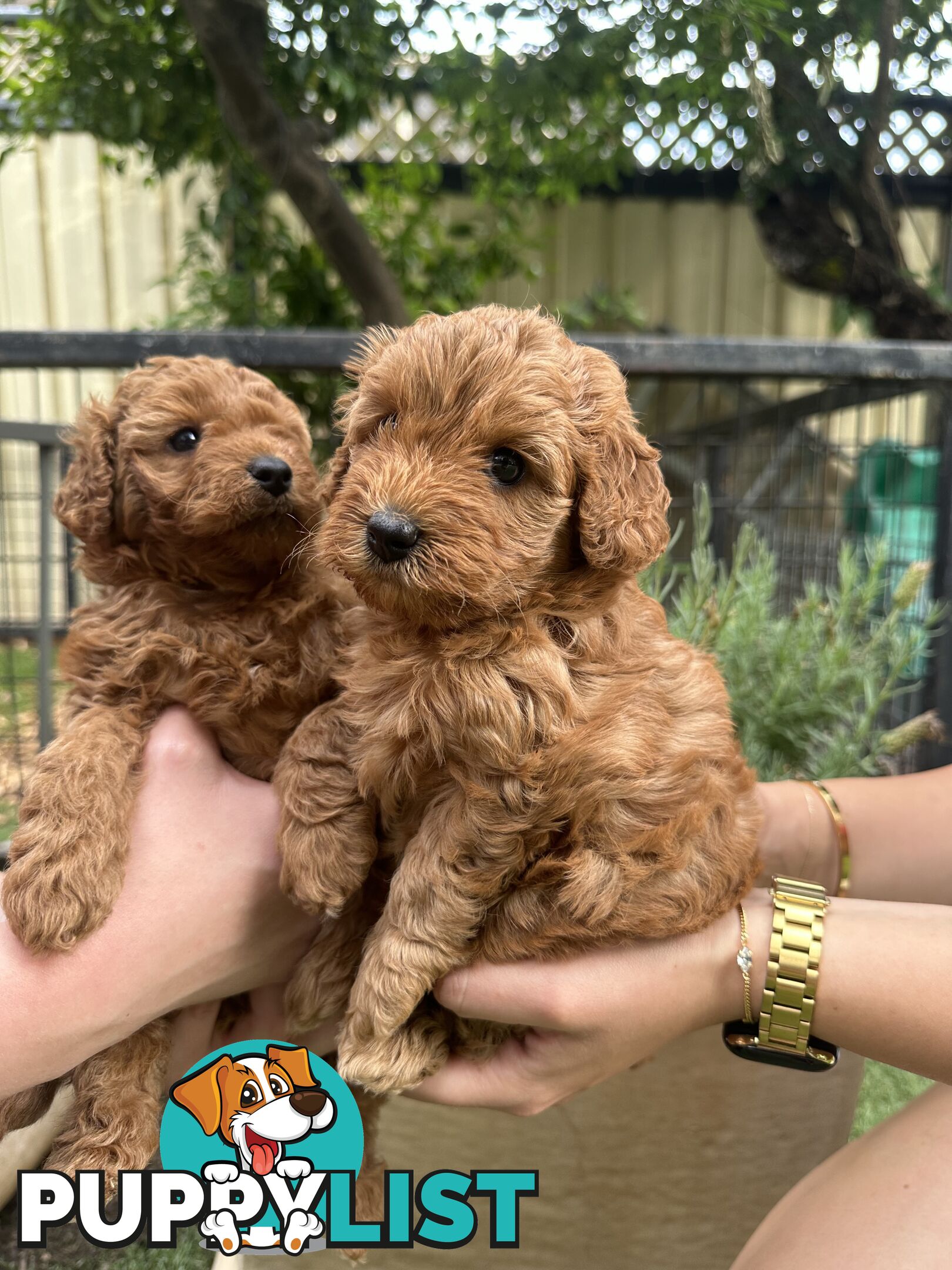 Cavoodle girl puppies