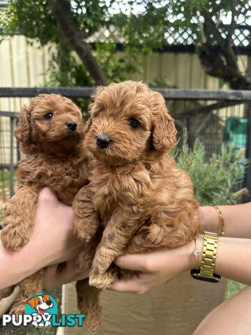 Cavoodle girl puppies