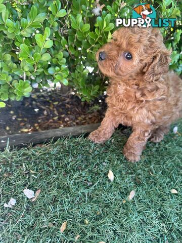 Cavoodle girl puppies