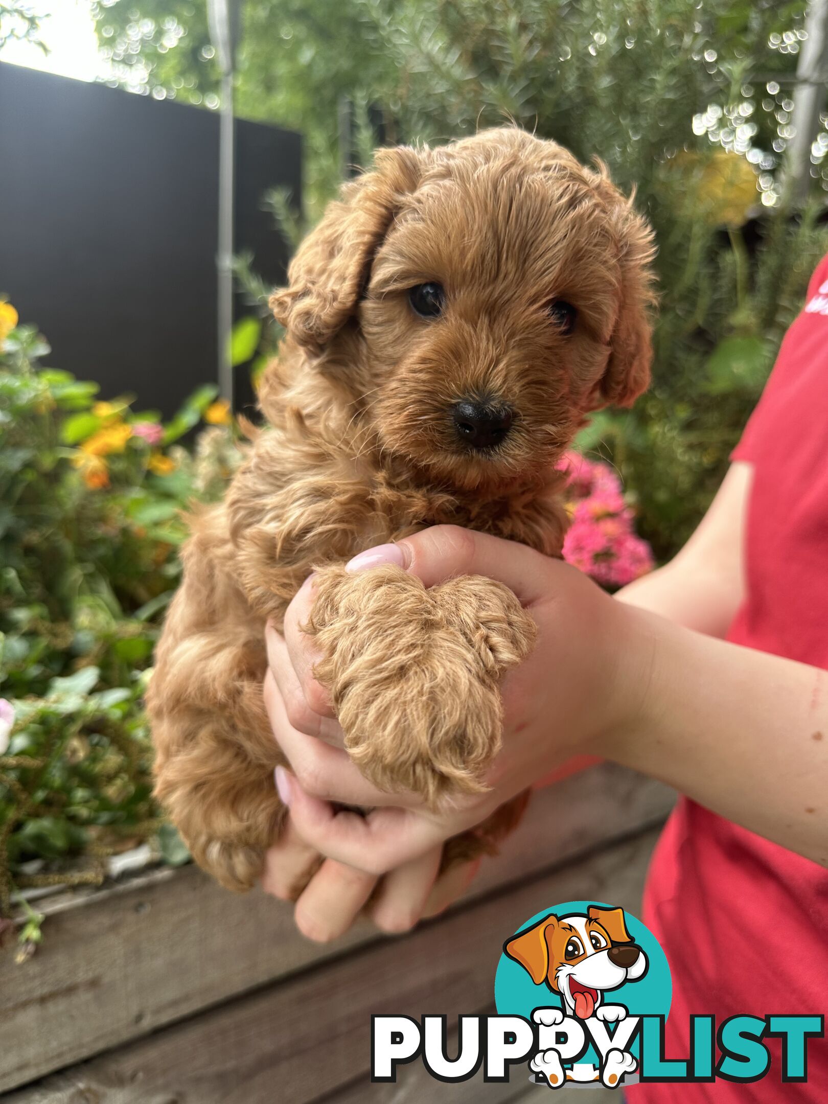 Cavoodle girl puppies