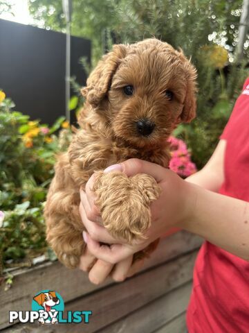 Cavoodle girl puppies