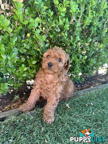 Cavoodle girl puppies