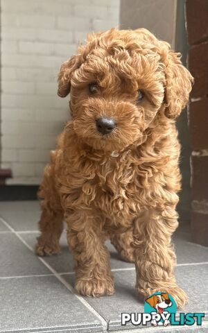 Cavoodle girl puppies