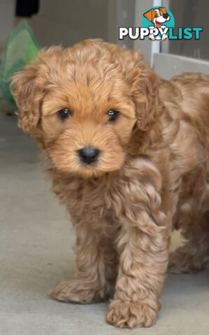 Cavoodle girl puppies