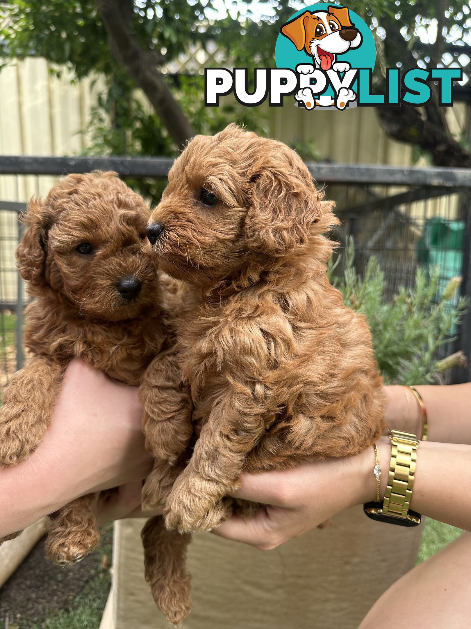 Cavoodle girl puppies