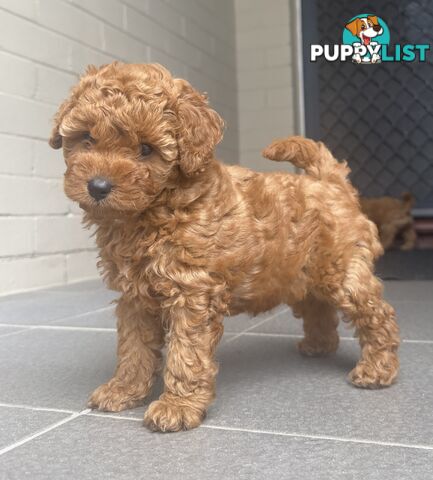 Cavoodle girl puppies