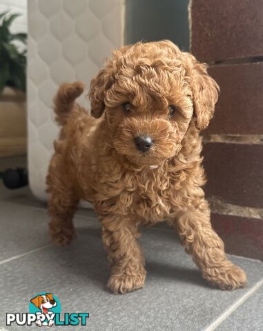 Cavoodle girl puppies