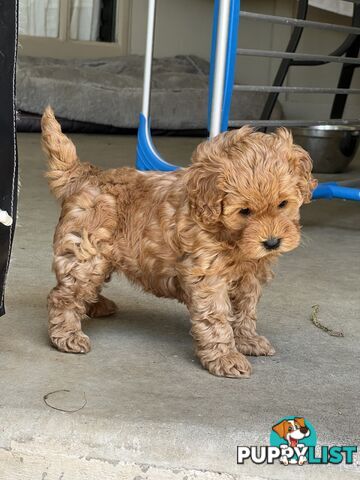 Cavoodle girl puppies