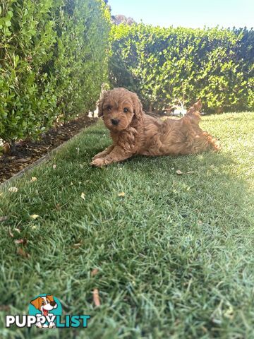 Cavoodle girl puppies